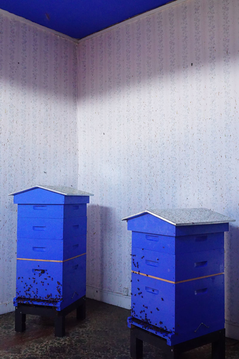 La photographie montre les deux ruches de la chambre de pollinisation du Familis