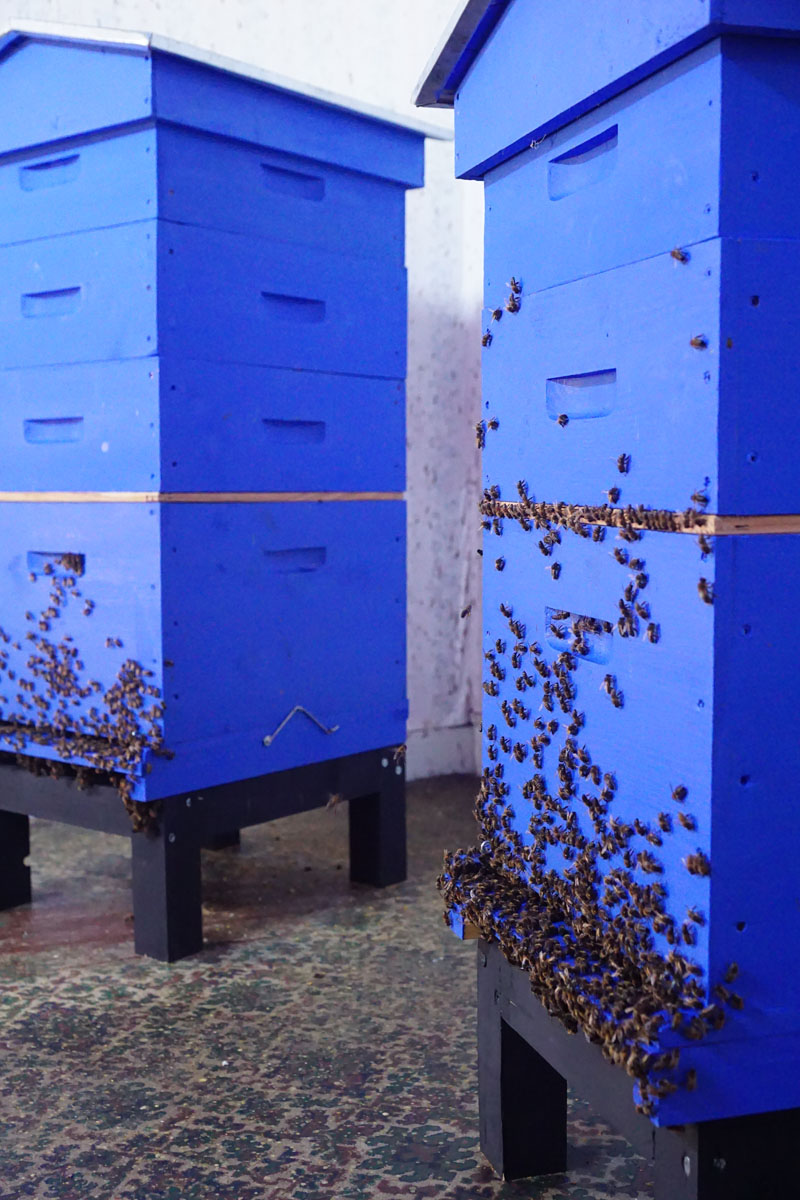 La photographie montre les abeilles à l'entrée des ruches de la chambre de polli