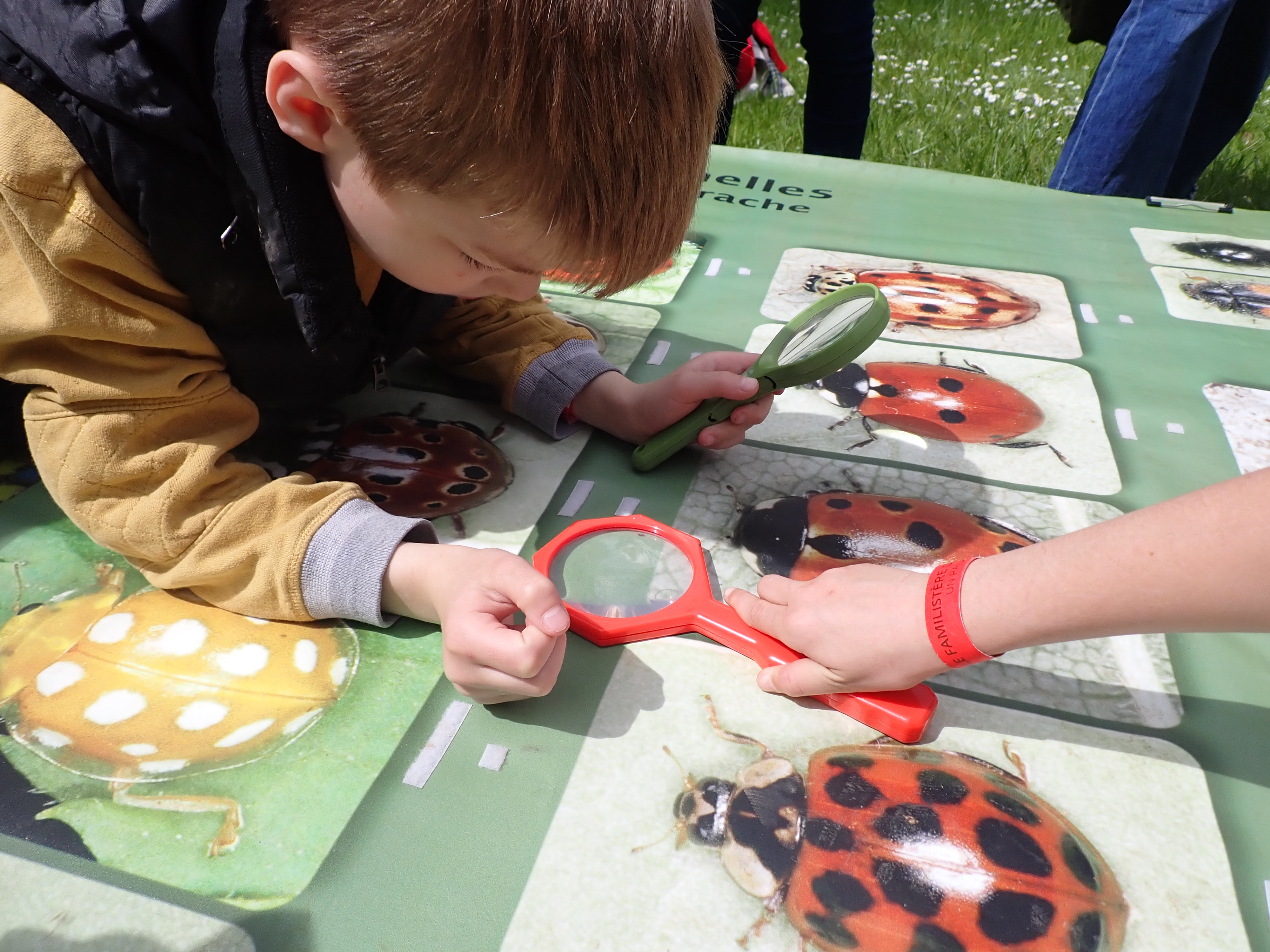 Atelier découverte des insectes - 21/09 à 14H